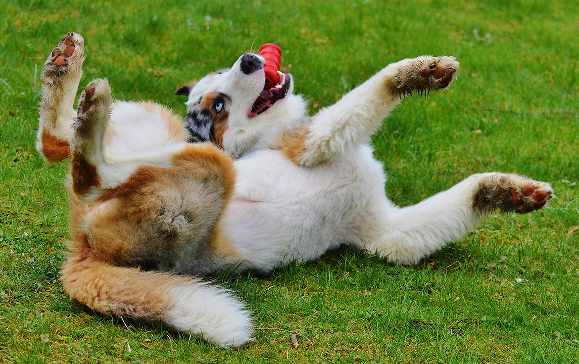 dog