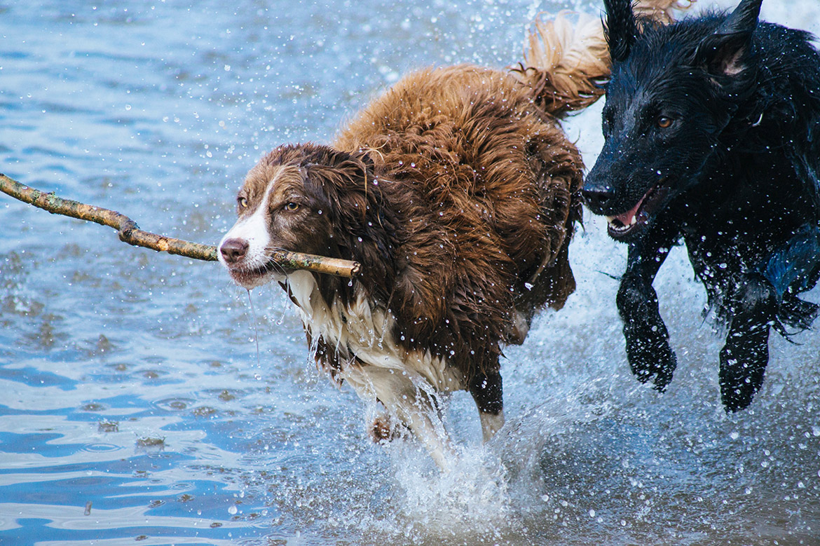 dogs
