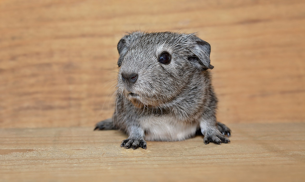 guinea pig
