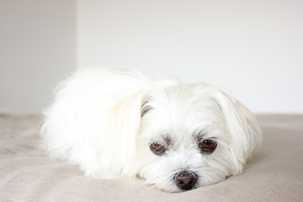 puppy
